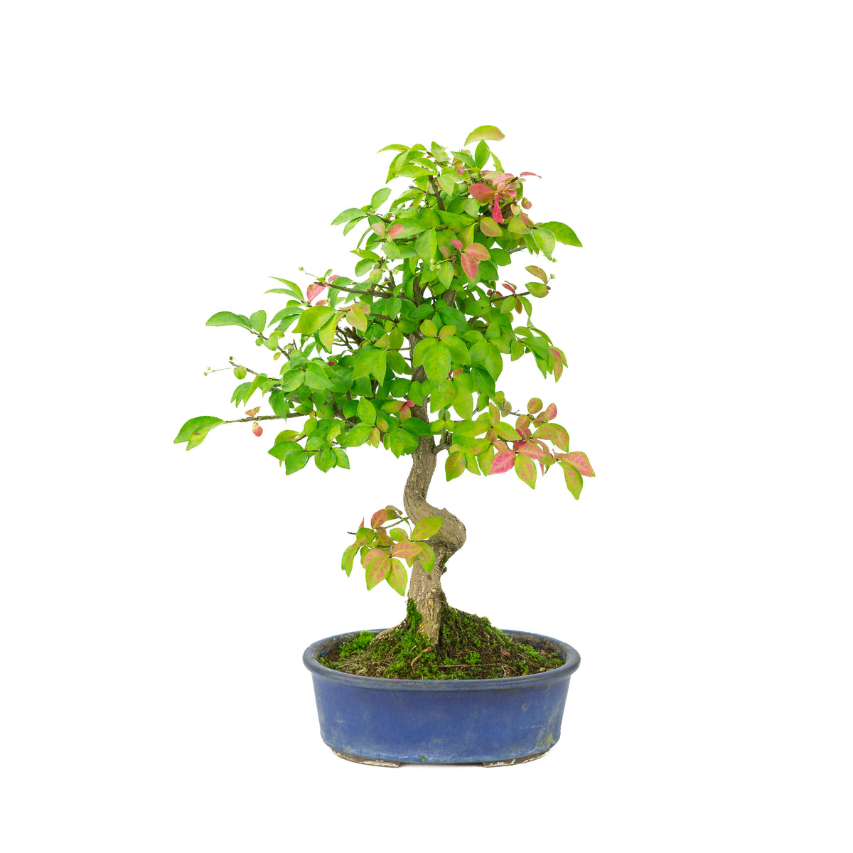 Euonymus alatus (Evonimo alato) vaso ovale blu, altezza ~40cm