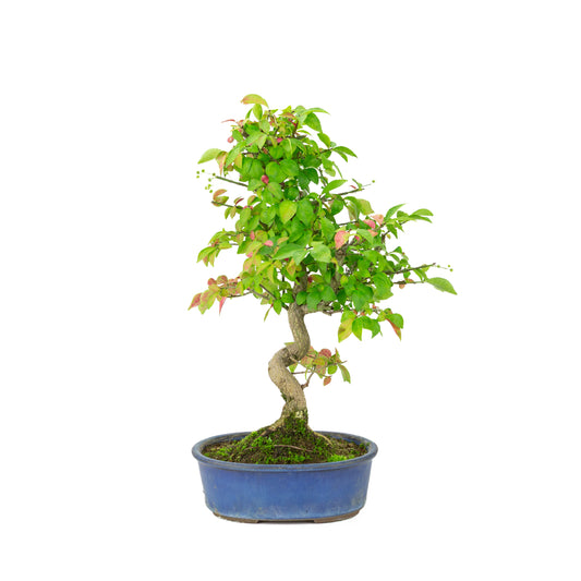Euonymus alatus (Evonimo alato) vaso ovale blu, altezza ~40cm