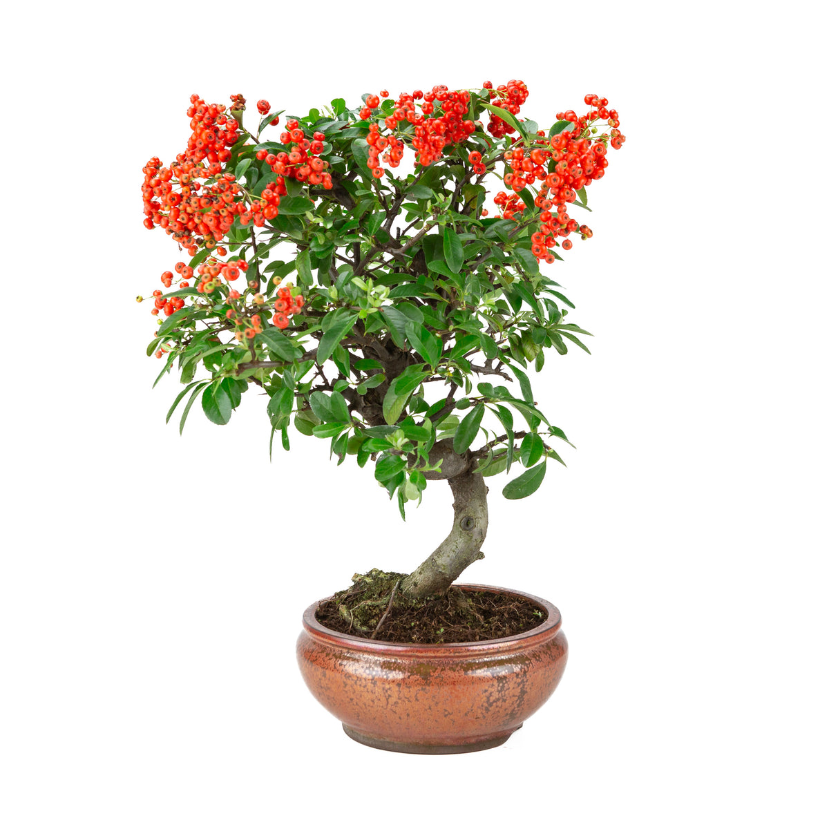 Pyracantha angustifolia (Agazzino) in vaso rotondo color bronzo, altezza ~46cm