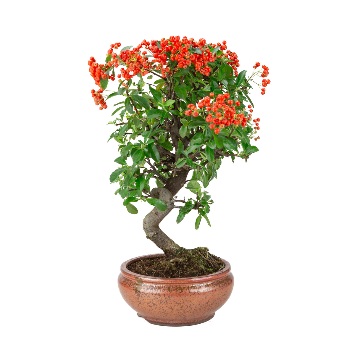 Pyracantha angustifolia (Agazzino) in vaso rotondo color bronzo, altezza ~46cm