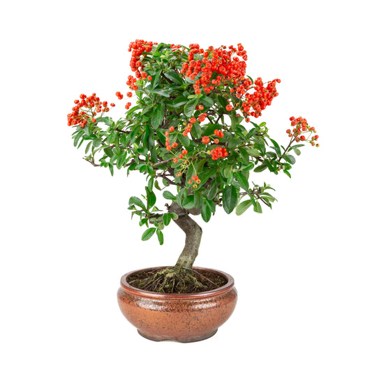 Pyracantha angustifolia (Agazzino) in vaso rotondo color bronzo, altezza ~46cm