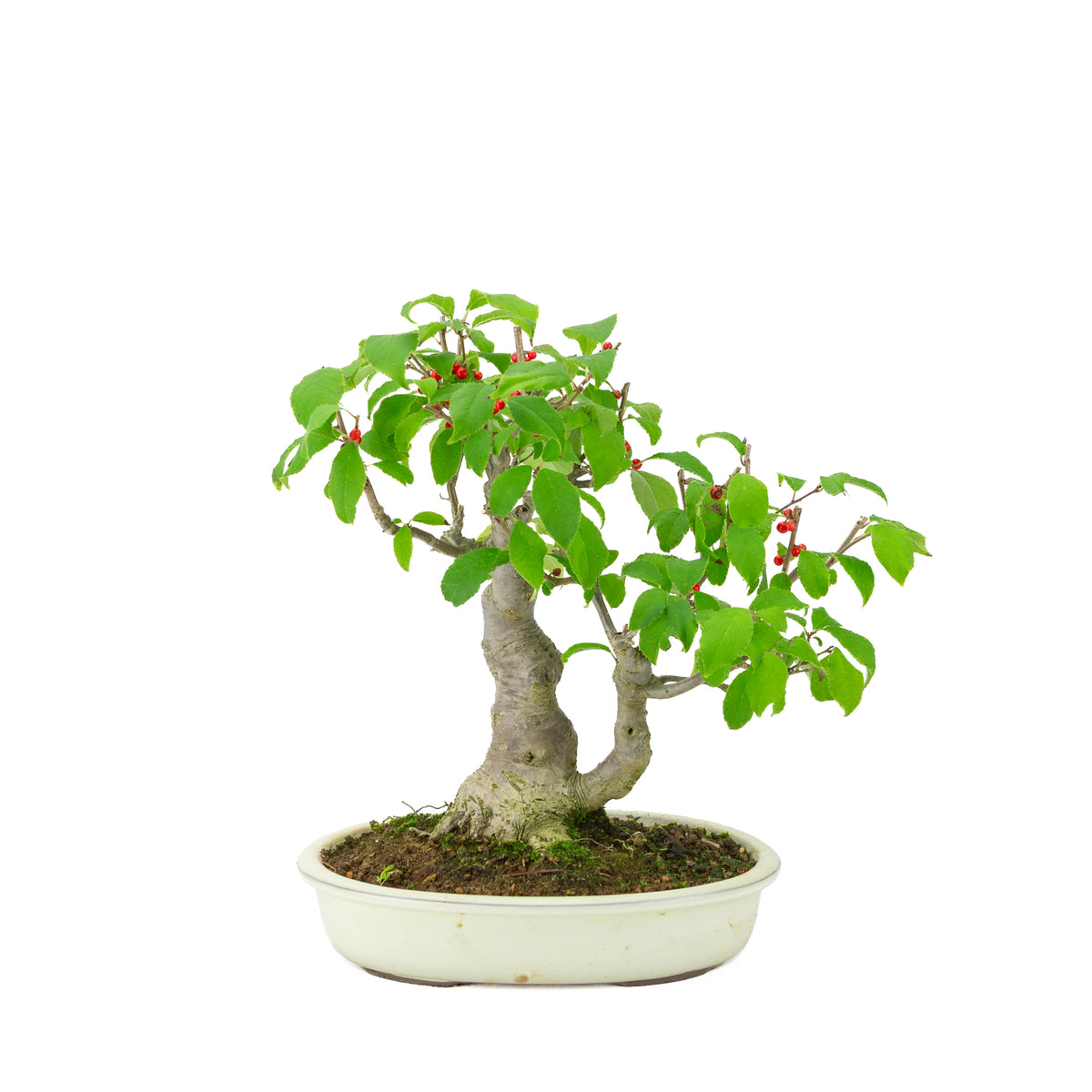 Ilex serrata in vaso ovale color crema, altezza ~34cm