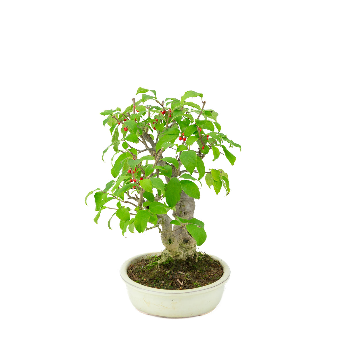 Ilex serrata in vaso ovale color crema, altezza ~34cm