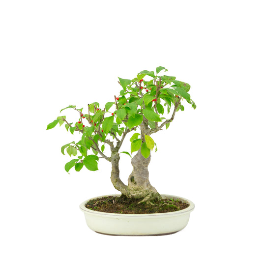 Ilex serrata in vaso ovale color crema, altezza ~34cm