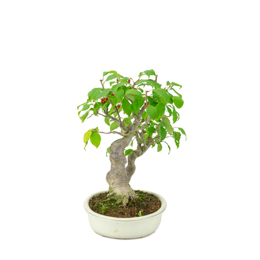 Ilex serrata in vaso ovale color crema, altezza ~34cm