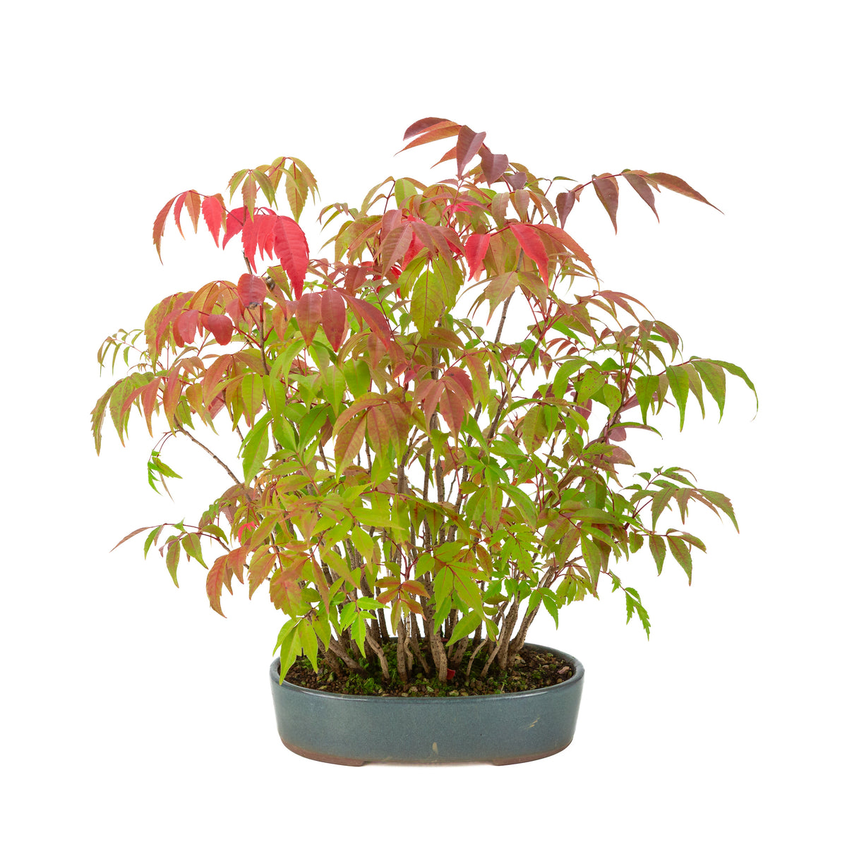 Rhus succedanea (Albero di cera giapponese) vaso ovale blu, altezza ~39cm