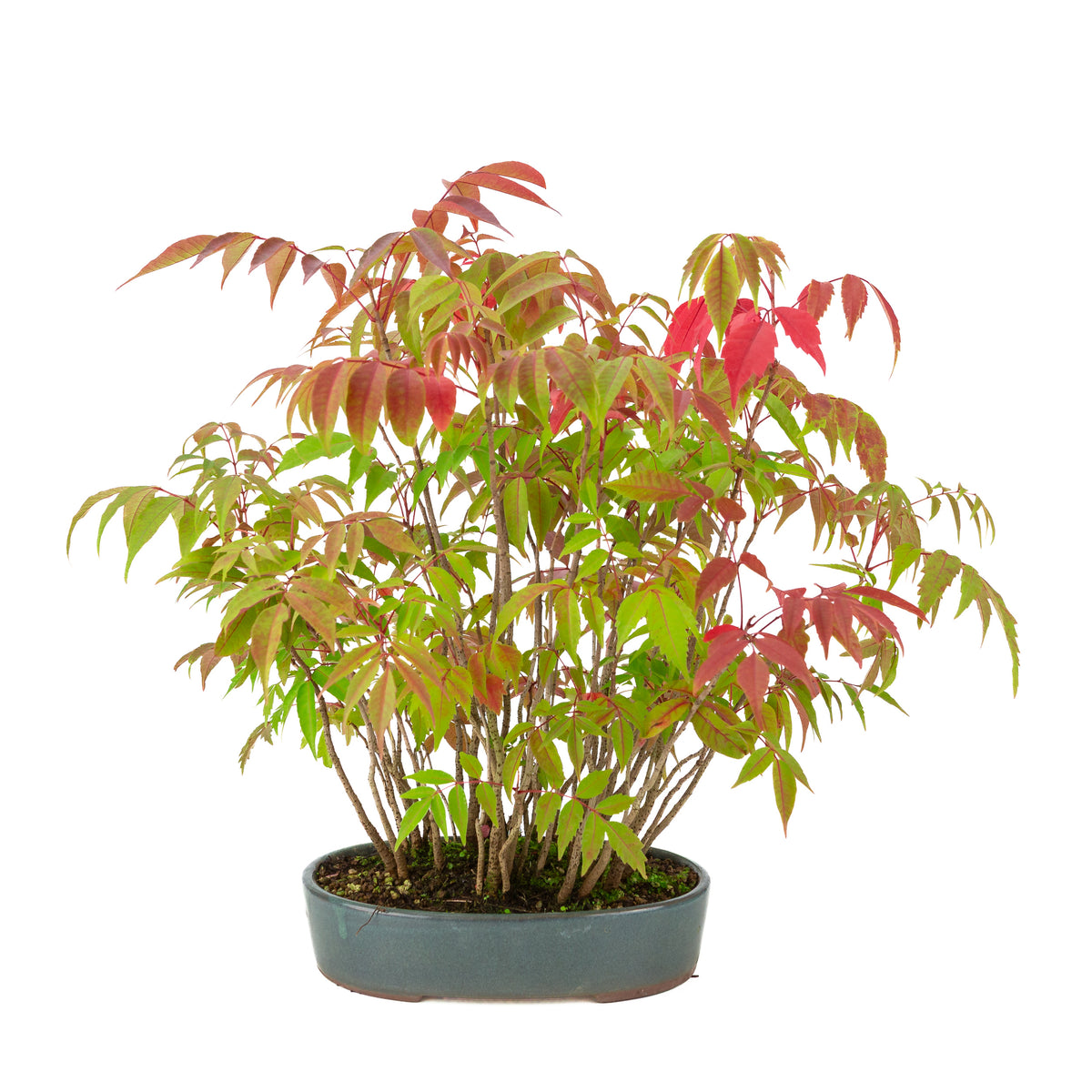Rhus succedanea (Albero di cera giapponese) vaso ovale blu, altezza ~39cm