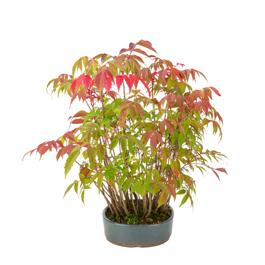 Rhus succedanea (Albero di cera giapponese) vaso ovale blu, altezza ~39cm