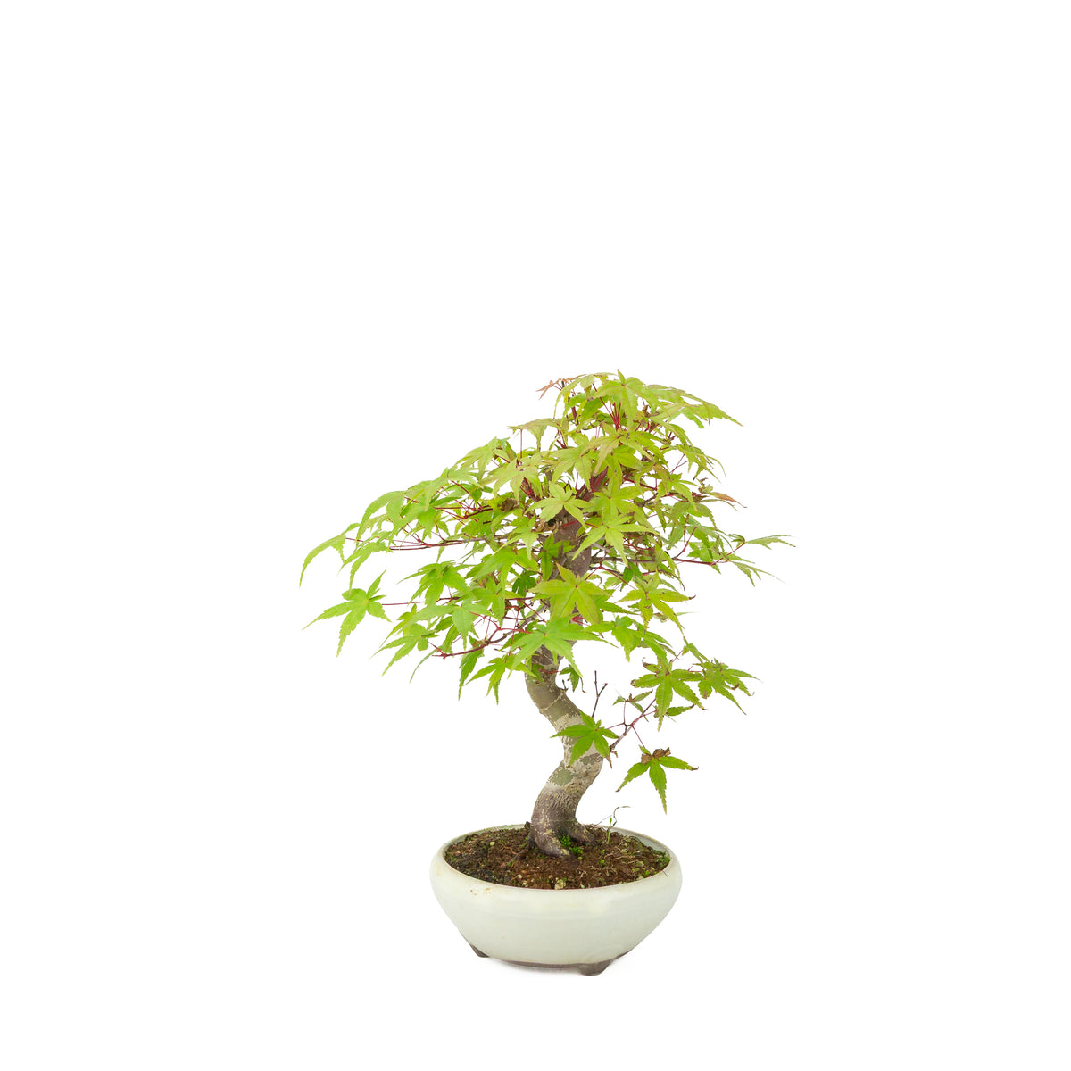 Acer palmatum Deshojo (acero giapponese) vaso rotondo color crema, altezza ~30 cm