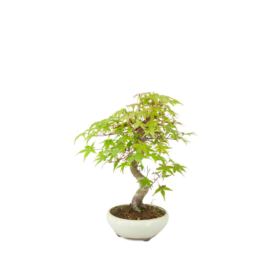 Acer palmatum Deshojo (acero giapponese) vaso rotondo color crema, altezza ~30 cm