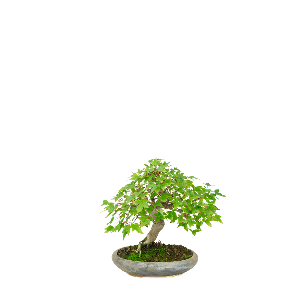 Acer buergerianum (Acero tridente) in vaso ovale blu, altezza ~21 cm