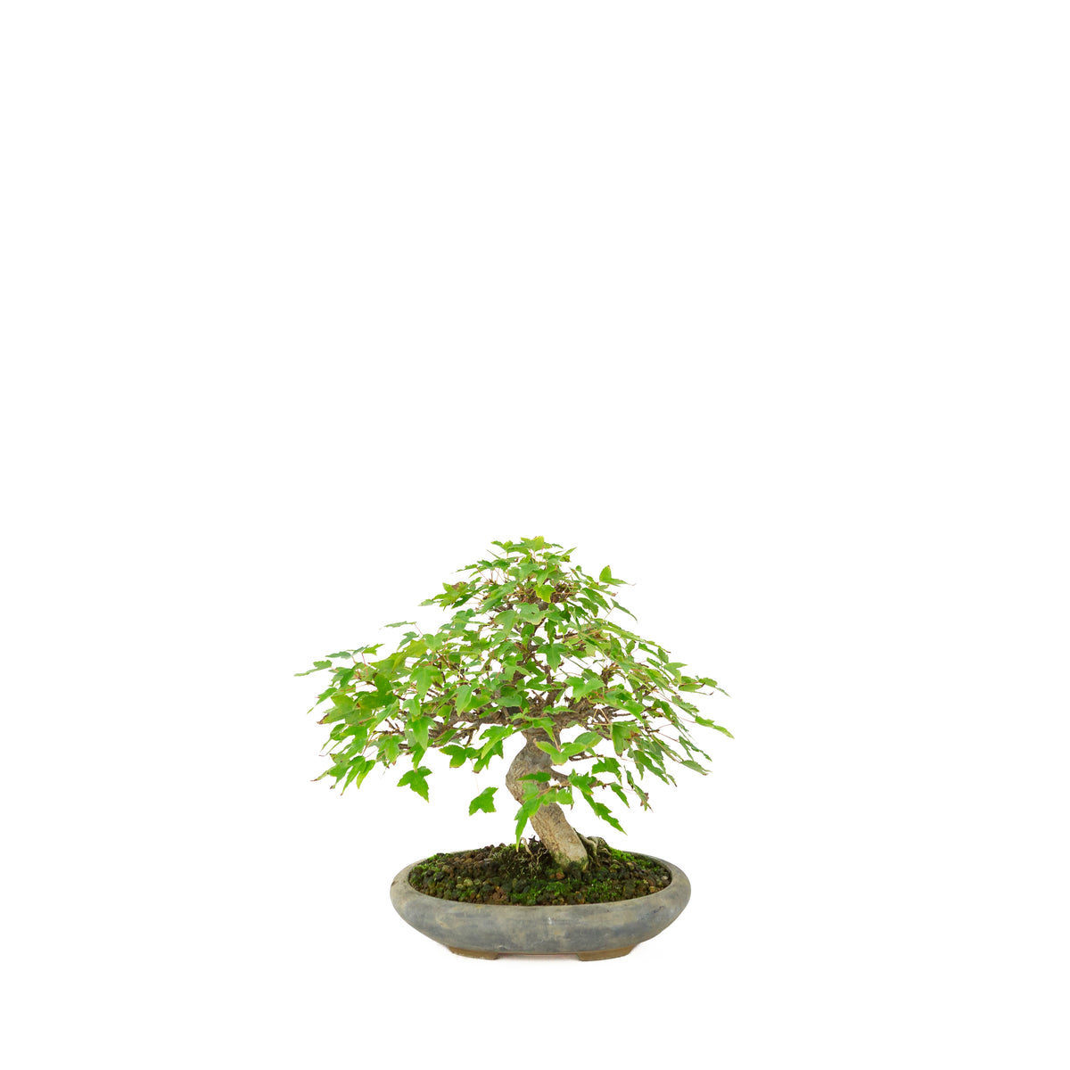 Acer buergerianum (Acero tridente) in vaso ovale blu, altezza ~21 cm