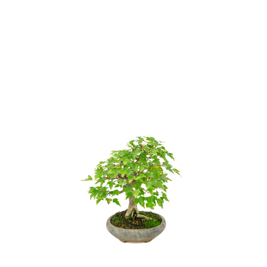 Acer buergerianum (Acero tridente) in vaso ovale blu, altezza ~21 cm