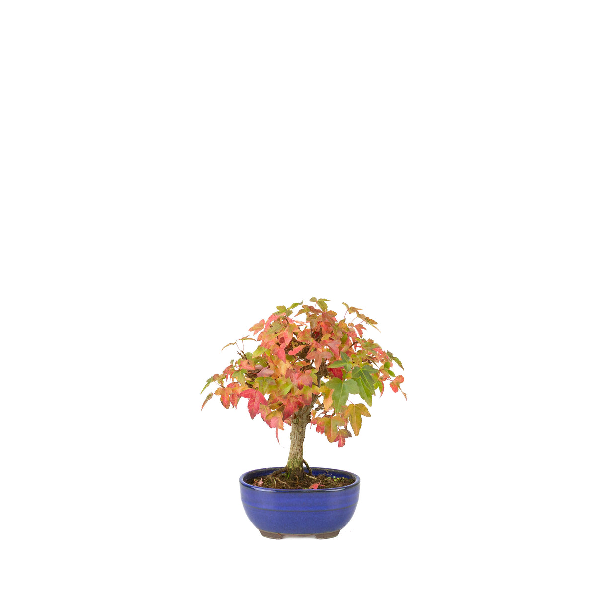 Acer buergerianum (Acero tridente) vaso ovale blu, altezza ~21 cm