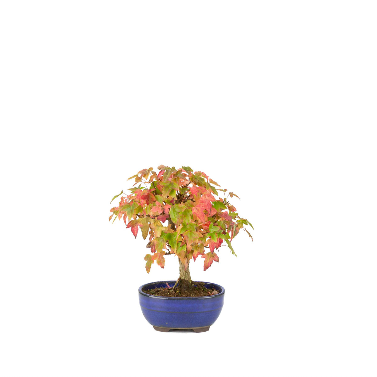 Acer buergerianum (Acero tridente) vaso ovale blu, altezza ~21 cm