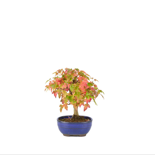 Acer buergerianum (Acero tridente) vaso ovale blu, altezza ~21 cm