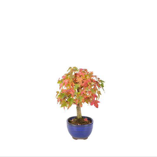 Acer buergerianum (Acero tridente) vaso ovale blu, altezza ~21 cm