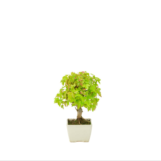 Acer buergerianum (Acero tridente) vaso quadrato color crema, altezza ~21 cm