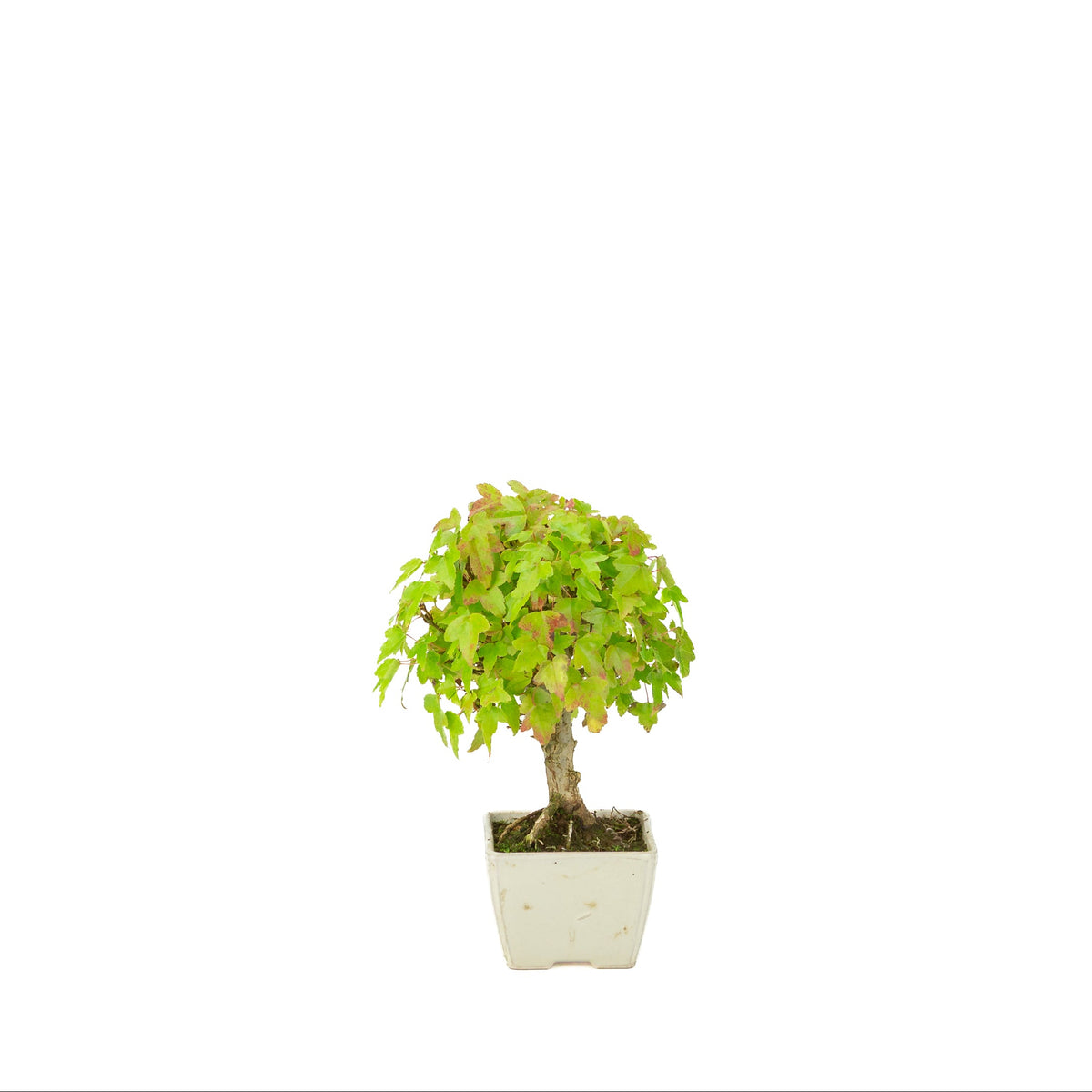 Acer buergerianum (Acero tridente) vaso quadrato color crema, altezza ~21 cm