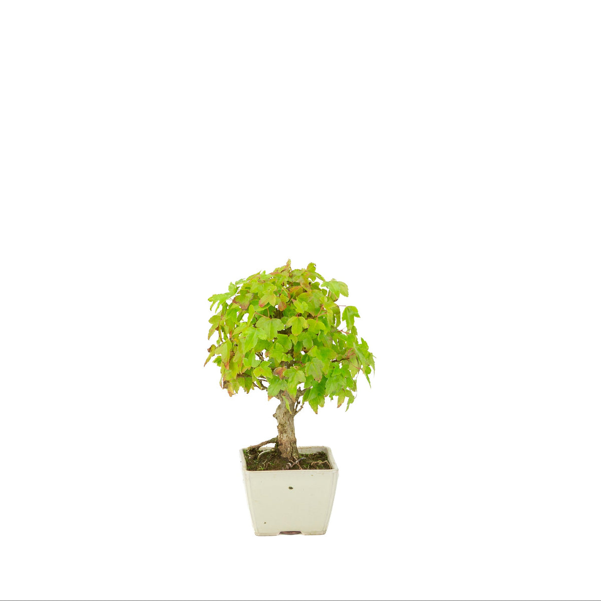 Acer buergerianum (Acero tridente) vaso quadrato color crema, altezza ~21 cm