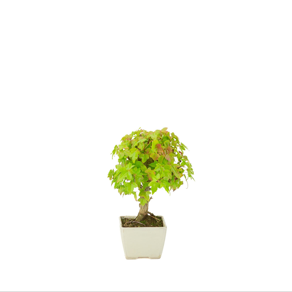 Acer buergerianum (Acero tridente) vaso quadrato color crema, altezza ~21 cm
