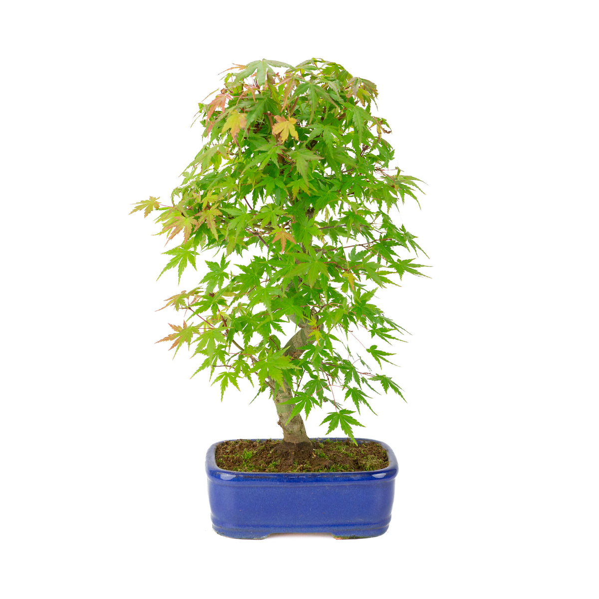 Acer palmatum 'Deshojo' (acero giapponese), vaso rettangolare blu, altezza ~45 cm