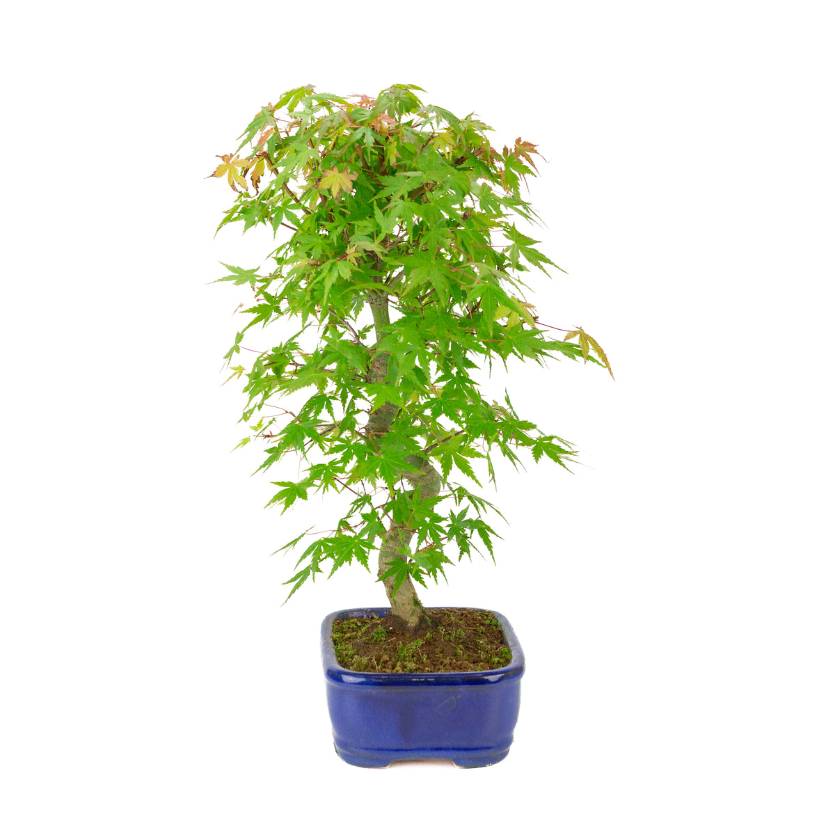 Acer palmatum 'Deshojo' (acero giapponese), vaso rettangolare blu, altezza ~45 cm