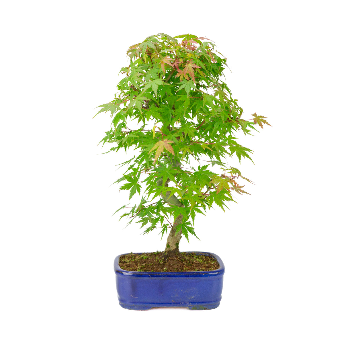 Acer palmatum 'Deshojo' (acero giapponese), vaso rettangolare blu, altezza ~45 cm