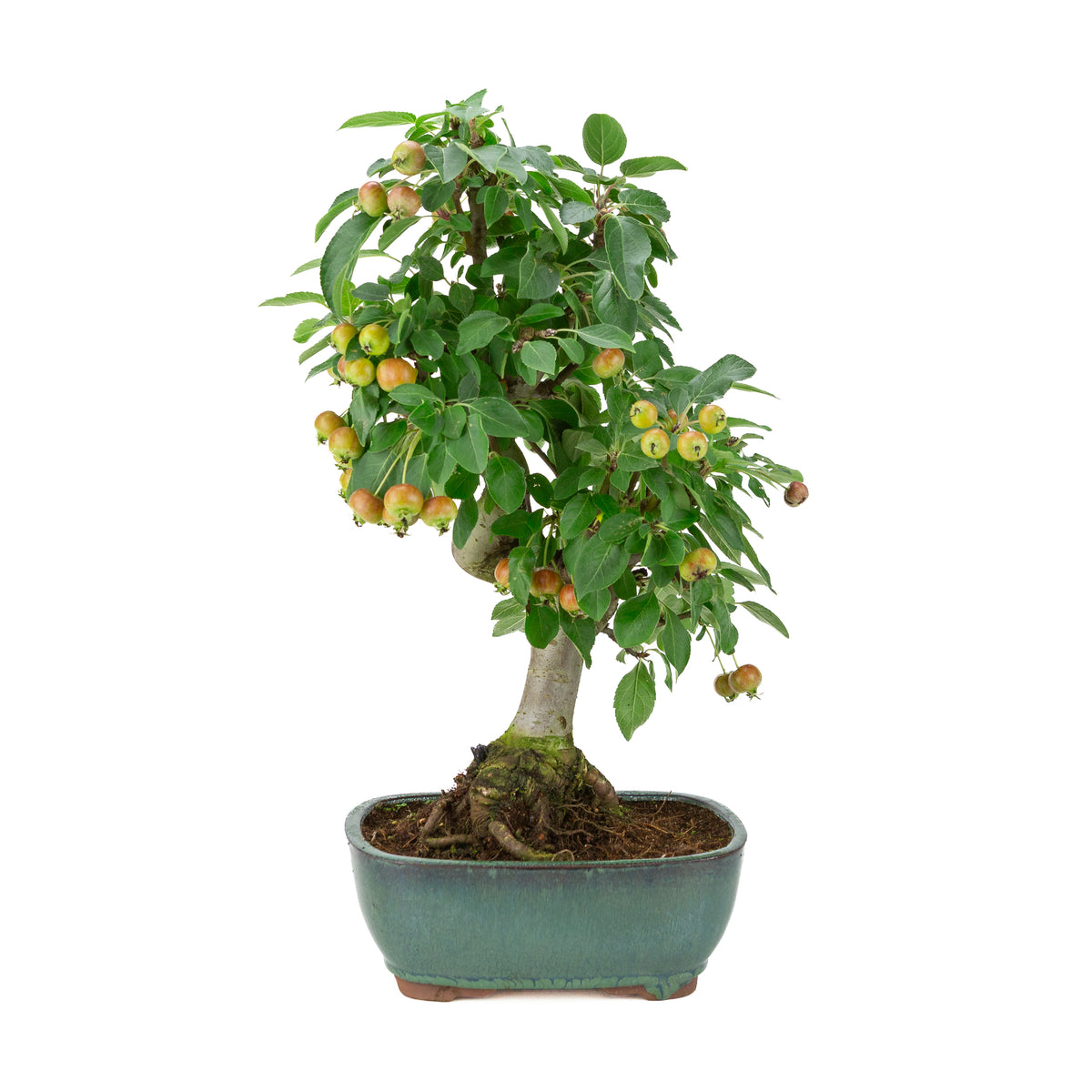 Malus halliana (melo) in vasetto rettangolare verde, altezza ~46 cm