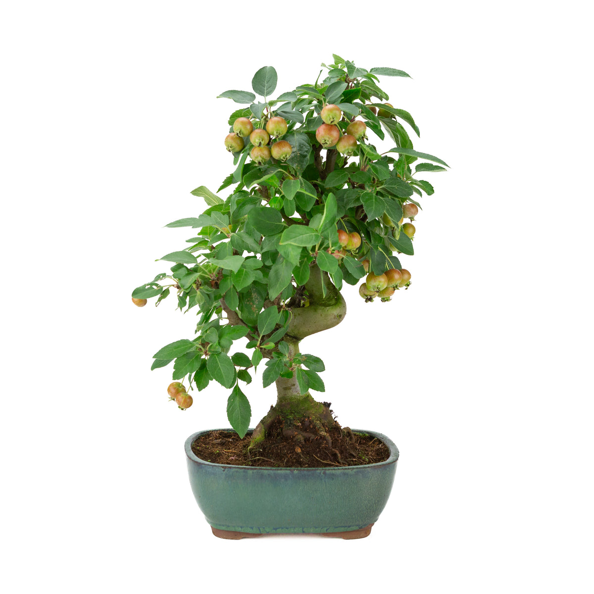 Malus halliana (melo) in vasetto rettangolare verde, altezza ~46 cm