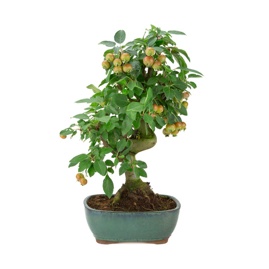 Malus halliana (melo) in vasetto rettangolare verde, altezza ~46 cm