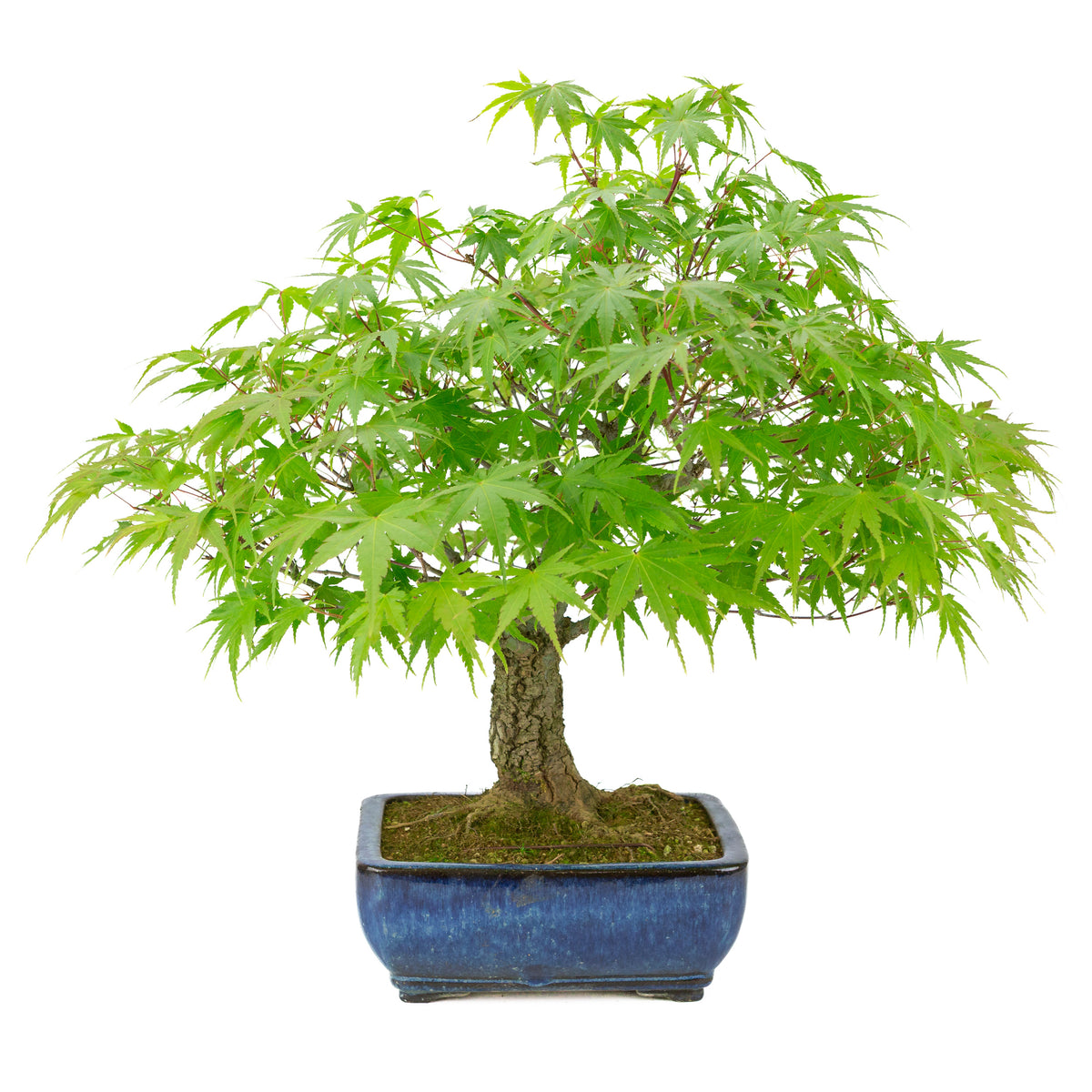 Acer palmatum 'Arakawa' (acero giapponese), vaso rettangolare blu, altezza ~46 cm