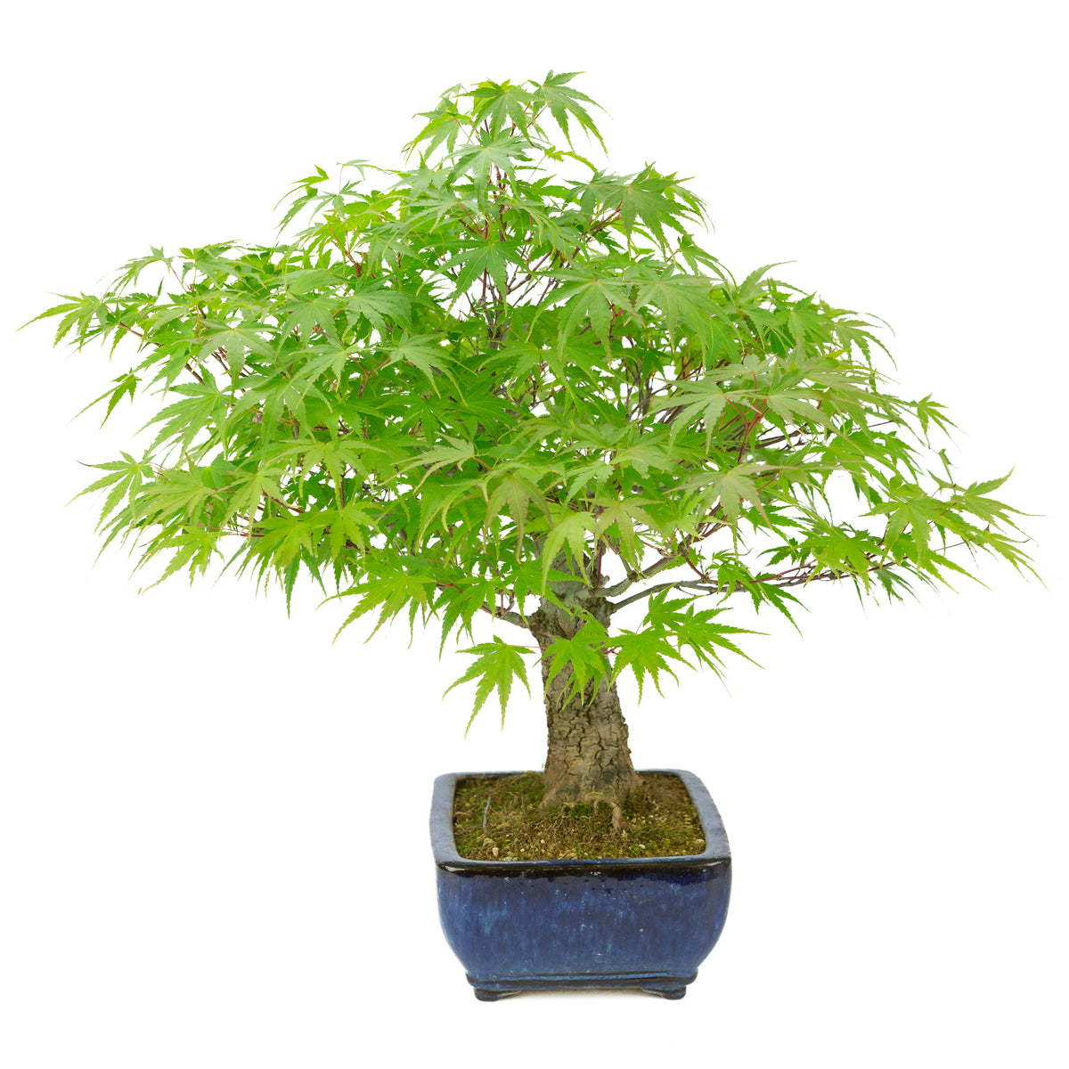 Acer palmatum 'Arakawa' (acero giapponese), vaso rettangolare blu, altezza ~46 cm