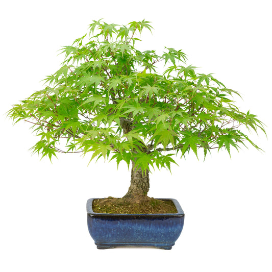 Acer palmatum 'Arakawa' (acero giapponese), vaso rettangolare blu, altezza ~46 cm