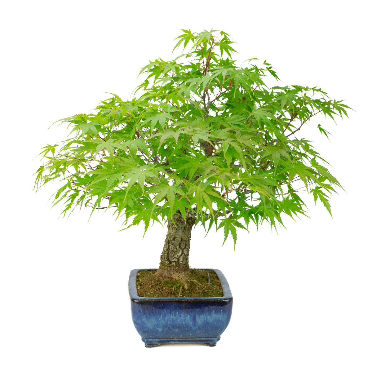 Acer palmatum 'Arakawa' (acero giapponese), vaso rettangolare blu, altezza ~46 cm