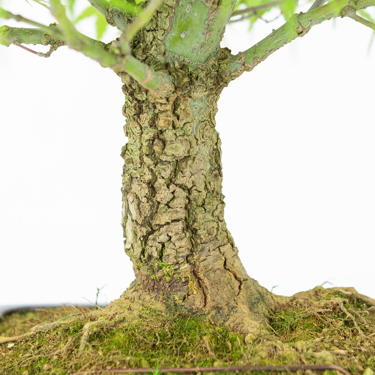 Acer palmatum 'Arakawa' (acero giapponese), vaso rettangolare blu, altezza ~46 cm