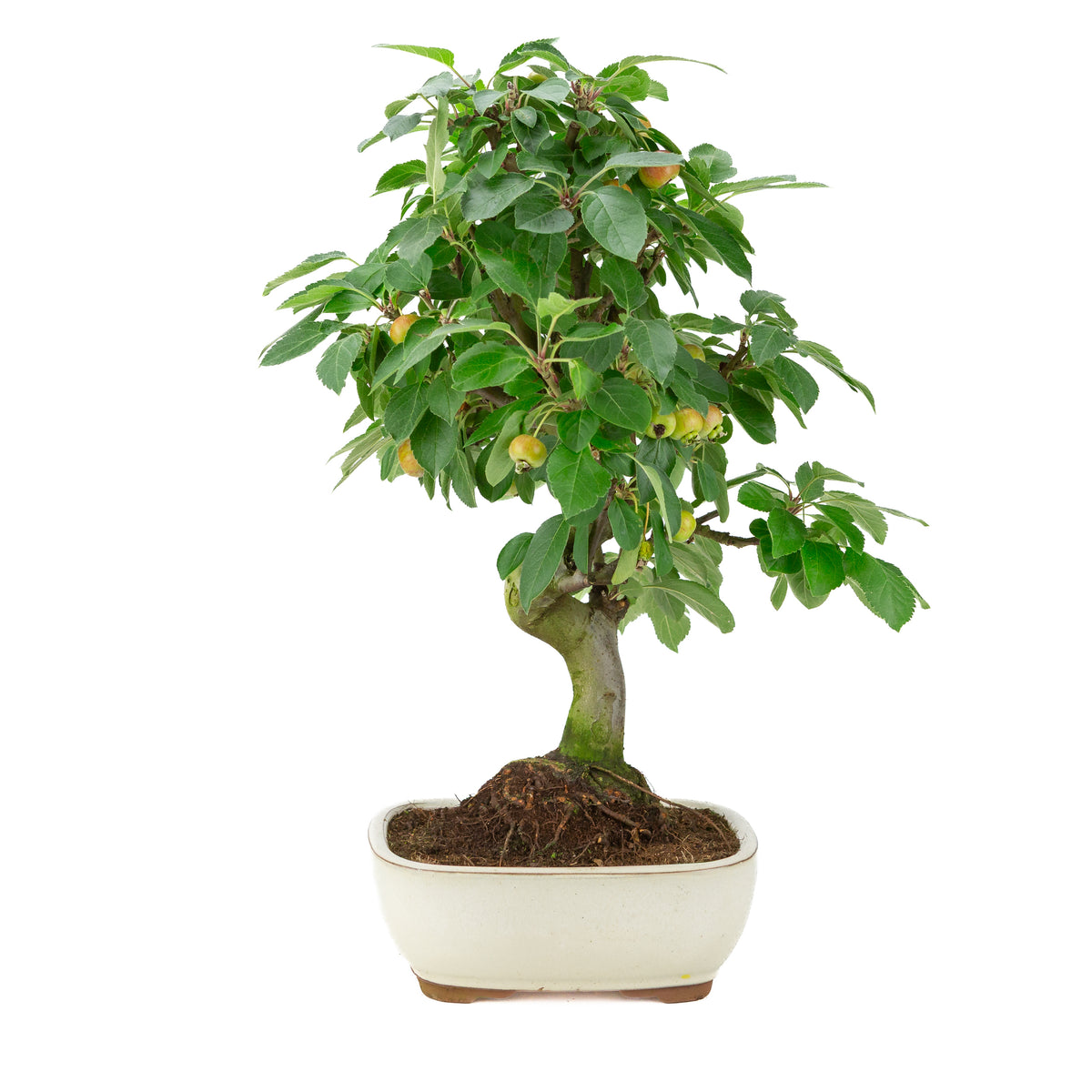 Malus halliana (Melo) in vaso rettangolare color crema, altezza ~50 cm