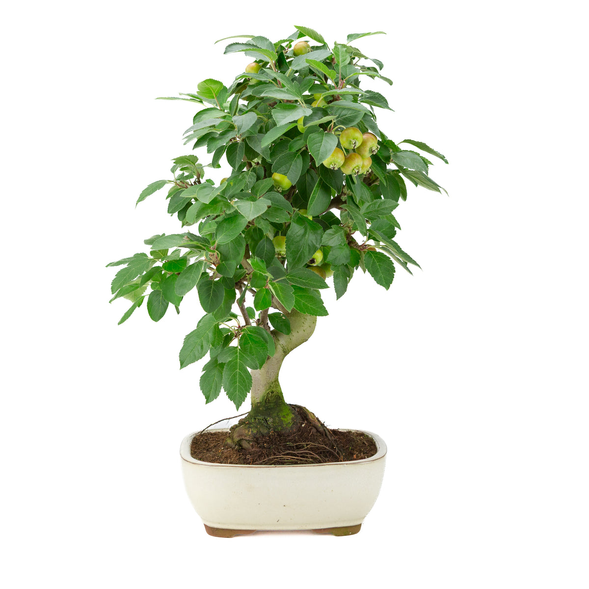 Malus halliana (Melo) in vaso rettangolare color crema, altezza ~50 cm