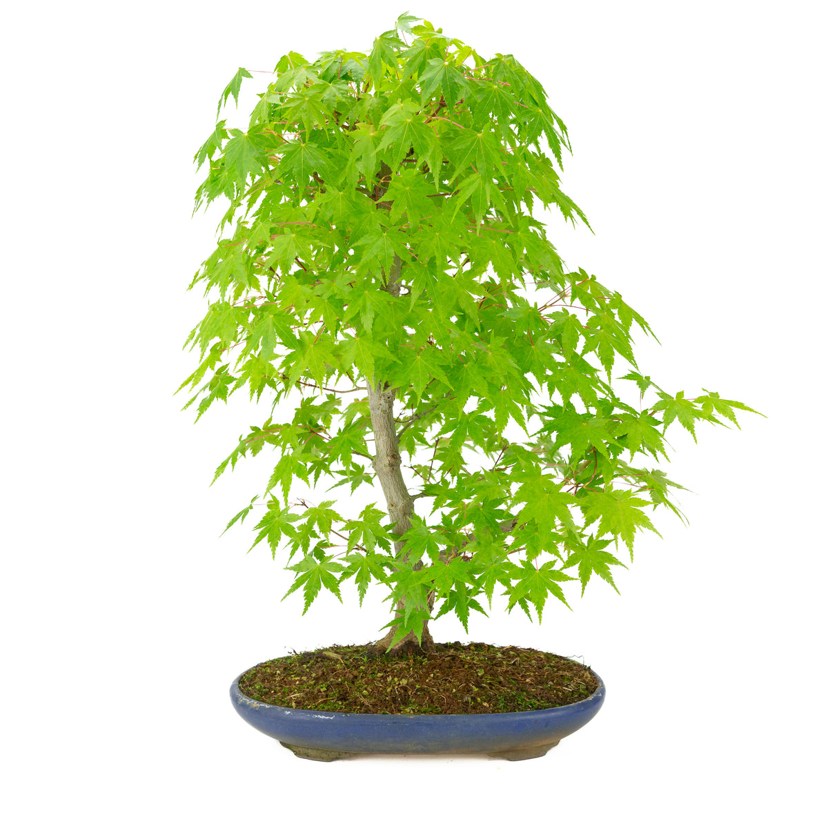 Acer palmatum (acero giapponese) vaso ovale blu, altezza ~50 cm