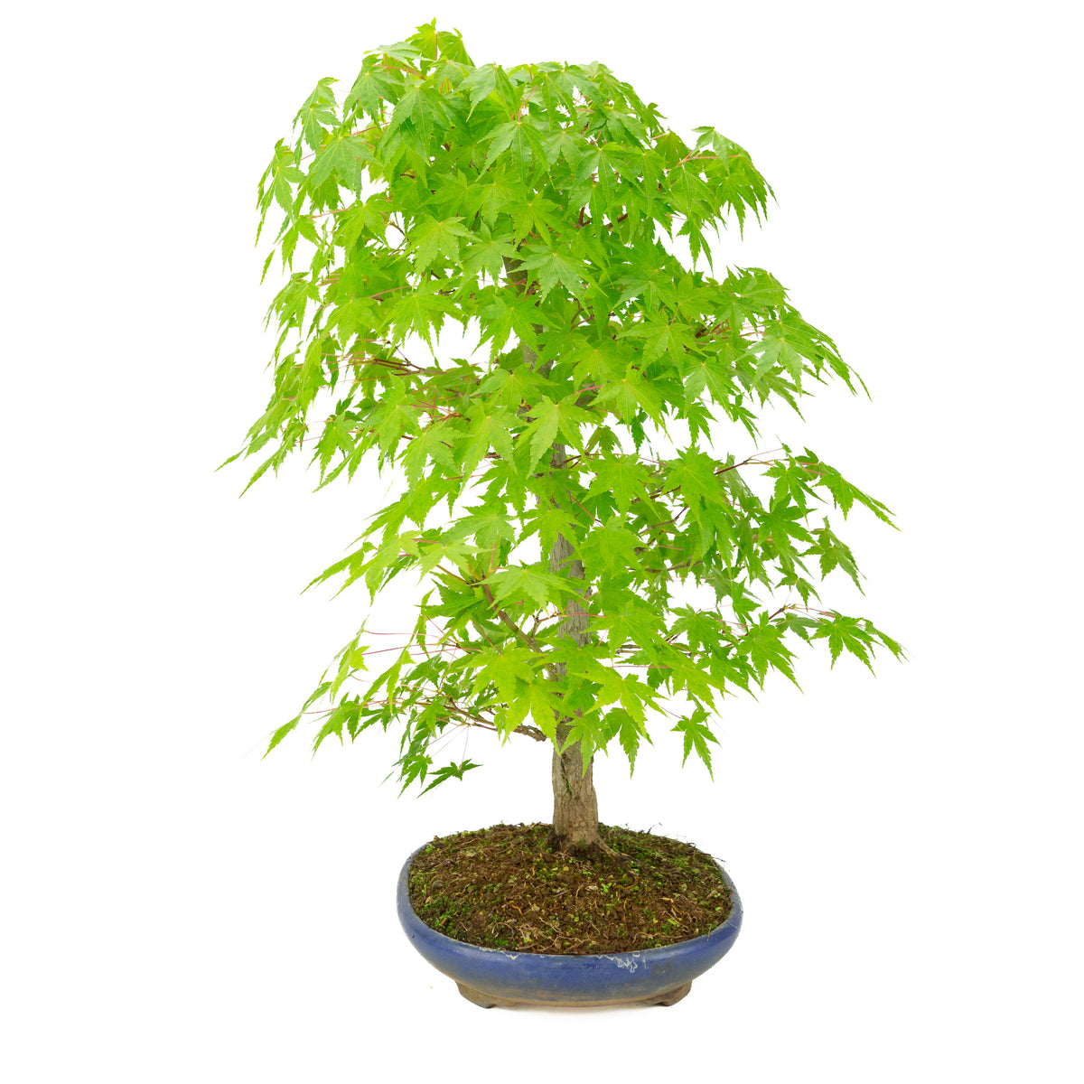 Acer palmatum (acero giapponese) vaso ovale blu, altezza ~50 cm