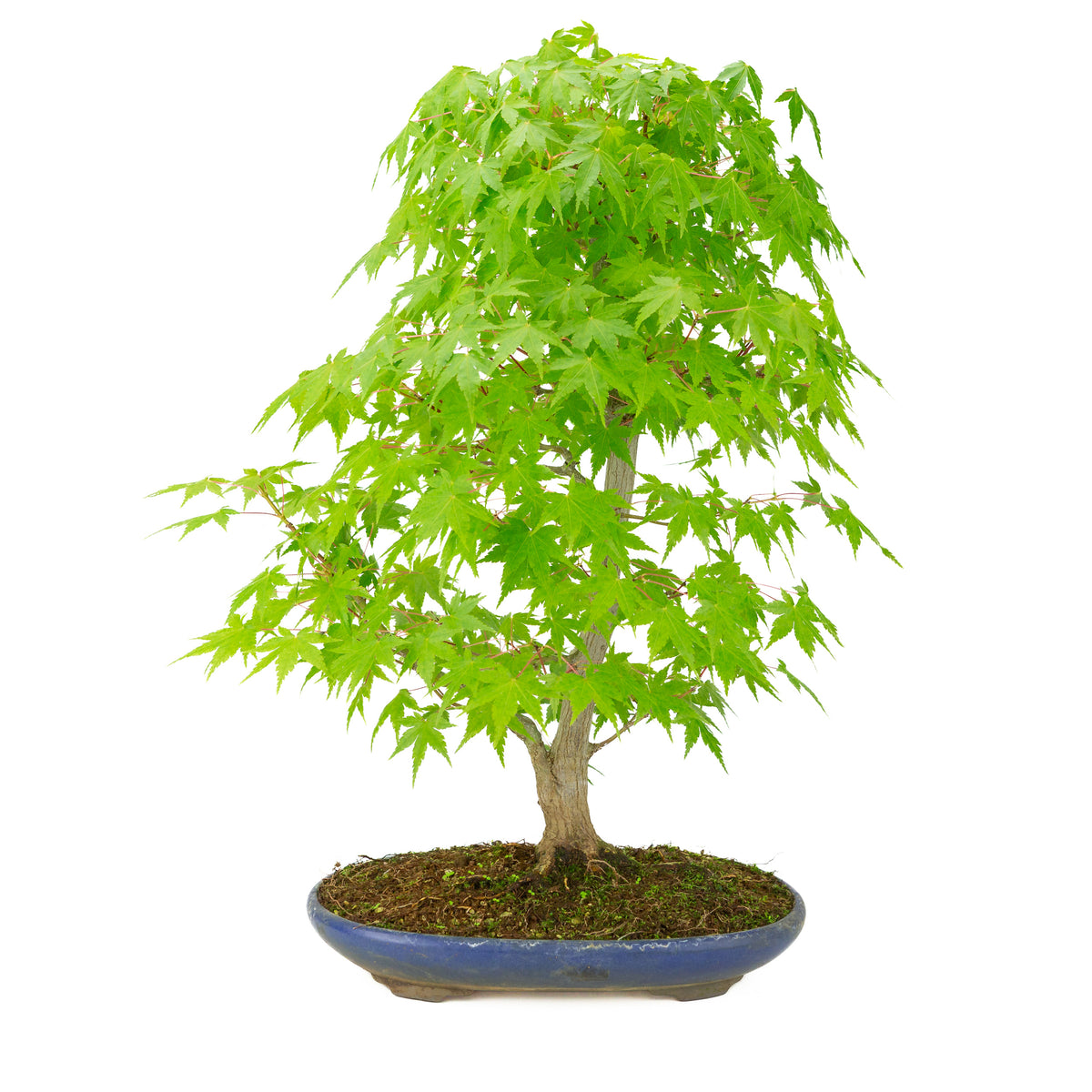 Acer palmatum (acero giapponese) vaso ovale blu, altezza ~50 cm