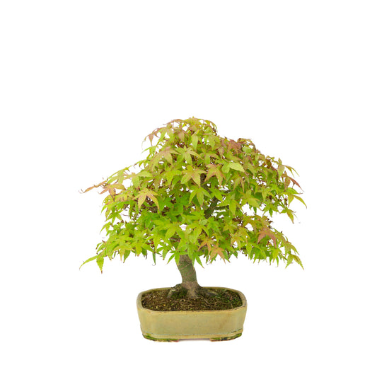 Acer palmatum Deshojo (acero giapponese), vaso rettangolare beige, altezza ~33 cm