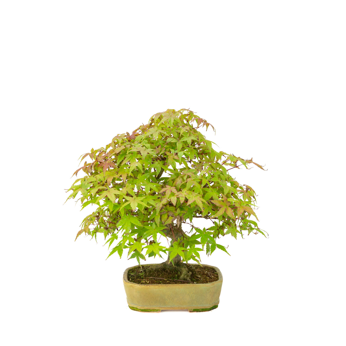 Acer palmatum Deshojo (acero giapponese), vaso rettangolare beige, altezza ~33 cm
