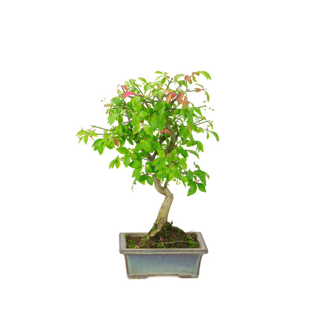 Euonymus alatus (Evonimo alato) vaso rettangolare verde-blu, altezza ~36cm