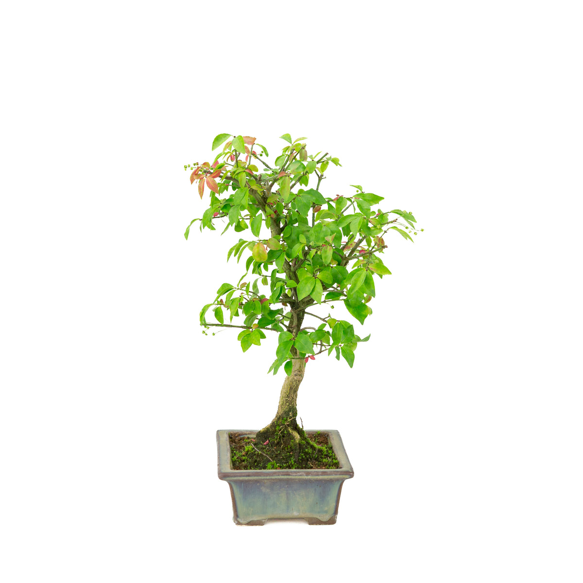Euonymus alatus (Evonimo alato) vaso rettangolare verde-blu, altezza ~36cm