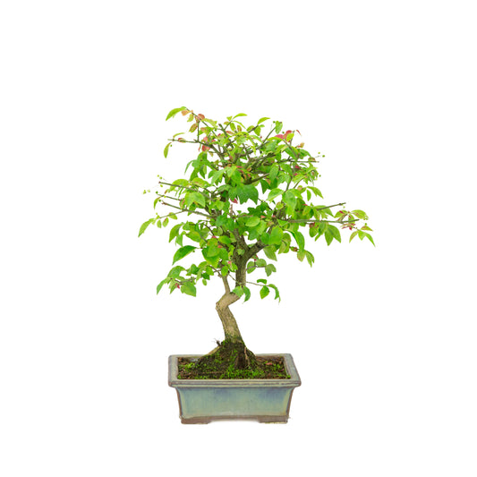Euonymus alatus (Evonimo alato) vaso rettangolare verde-blu, altezza ~36cm