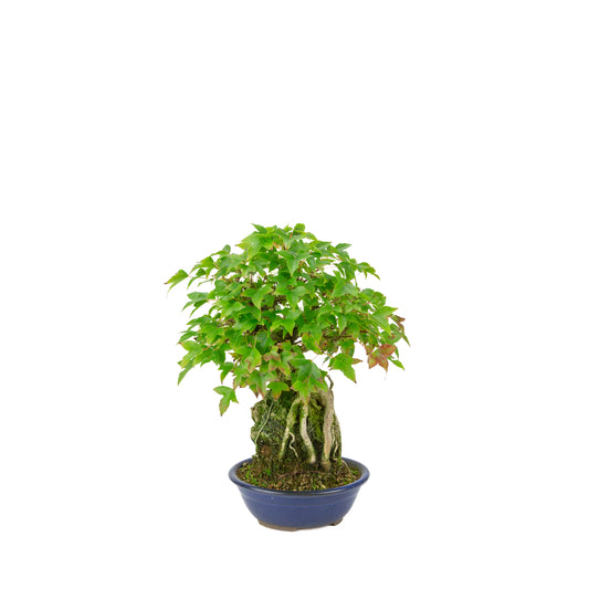 Acer buergerianum (Acero tridente) Seki-joju in vaso rotondo blu, altezza ~29 cm