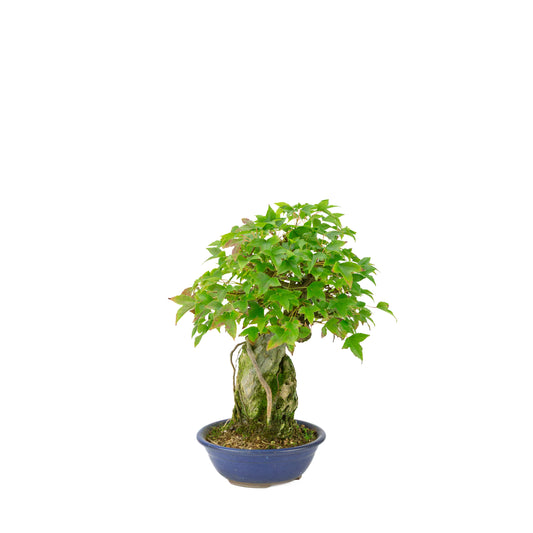 Acer buergerianum (Acero tridente) Seki-joju in vaso rotondo blu, altezza ~29 cm