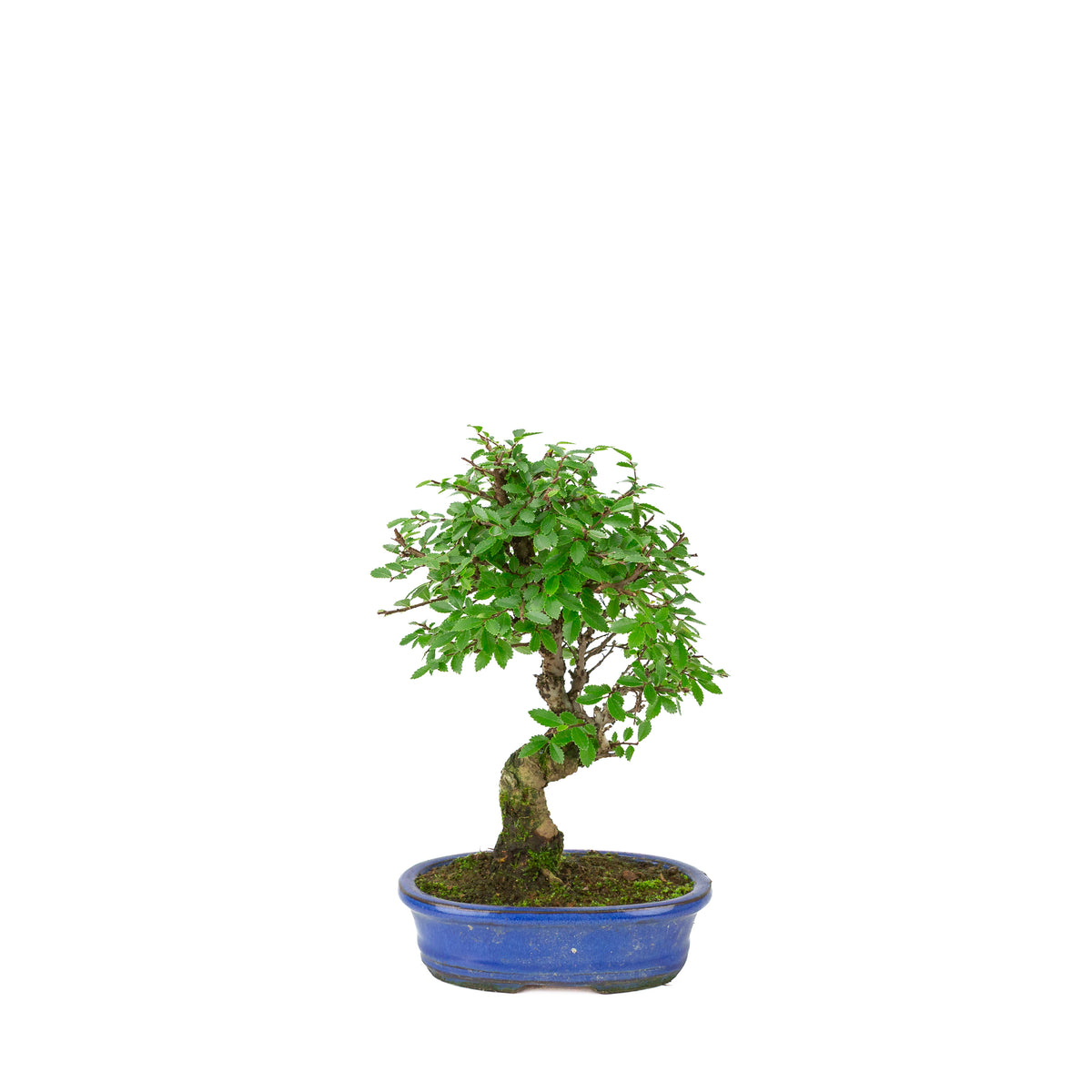 Zelkova nire (Olmo giapponese) in vaso ovale blu, altezza ~28cm