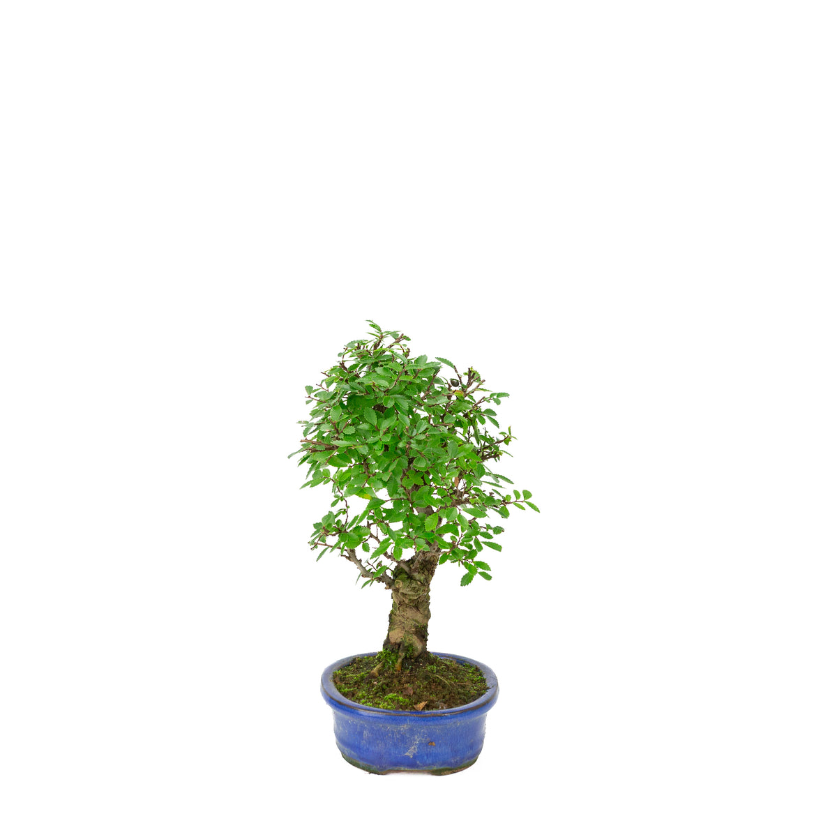 Zelkova nire (Olmo giapponese) in vaso ovale blu, altezza ~28cm